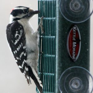 Kettle Moraine Window Mount Single Suet Cake Woodpecker Bird Feeder