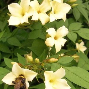 Jasmine officinale Clotted Cream Climbing Plant Rich Cream Scented Summer Flowers Popular with Bees deciduous 1 Litre Pot