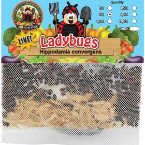 300 Live Ladybugs – Good Bugs – Ladybugs – Guaranteed Live Delivery!